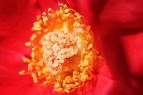 macro rose