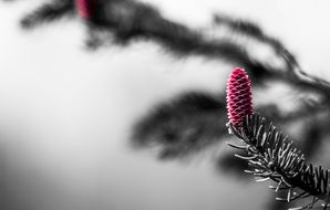 Close-up of the fir tree flower bud