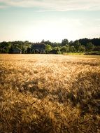crop field in the countryside in poland