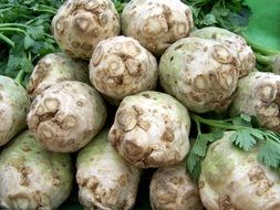 Photo of organic celery