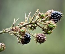 berries on a branch in the wildlife