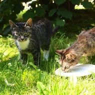 two kittens drink milk in the garden