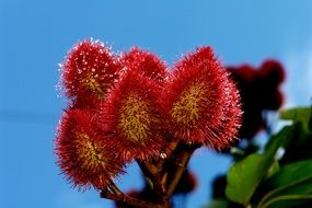 urucu shrub in tropical forest