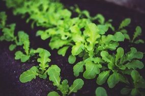 young green salad on a bed