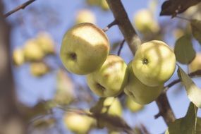 ripening apples in autumn