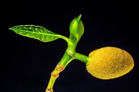 jackfruit on a green branch on a black background