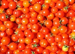 tomatoes cherry red