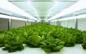 Photo of vegetables in greenhouse