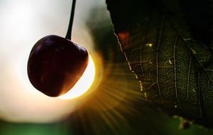 Macro photo of cherry at the sunlight