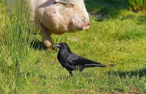 pig and raven