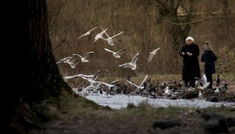 Photo of white gulls in a park