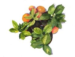 oranges green plants