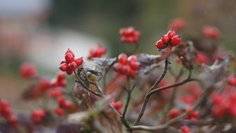 juicy and fresh berries on the branch