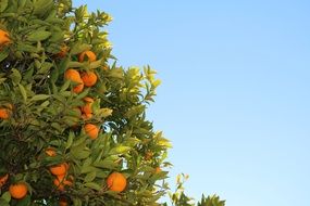 tropical tangerine tree against blue sky