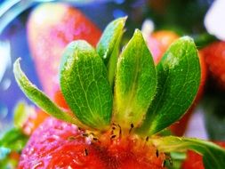 Photo of organic strawberry