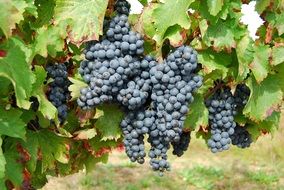 grapes france