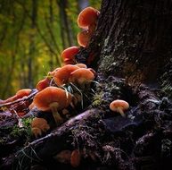 wild orange mushrooms at the foot of a tree close-up