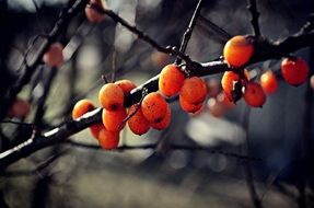 nature, branch, fruits,berries