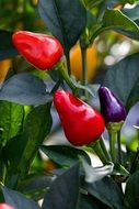 red peppers growing