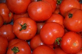 tomatoes ,vegetables, food ,eating,healthy