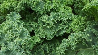 Photo of organic green kale