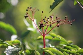 black elderberry in autumn