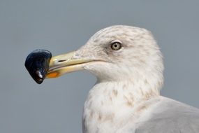 seagull head close-up on a gray background