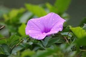 morning glory as a flower