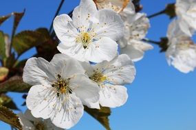 white flowers with yellow stamens on a tree