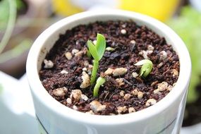 Potted Indian spinach