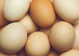 pile of chicken eggs