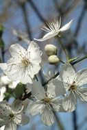 white blooms at spring