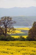 landscape of canola fields