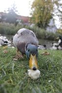 feeding ducks in the garden