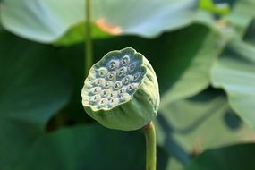 lotus fruit plant tropical nature green lotus leaf