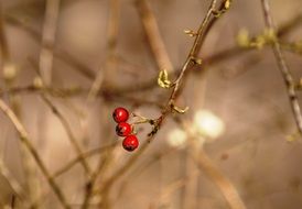 three red berries on a branch close-up on a blurred background