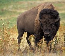 big buffalo in the wildlife