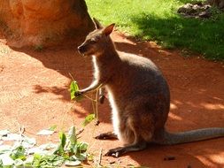 kangaroo eating leaves