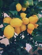 Organic Yellow lemons on a tree close-up on a blurred background