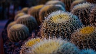 macro photo of ornamental shrubs