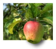 Photo of organic apple