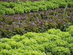 green salads on garden bed