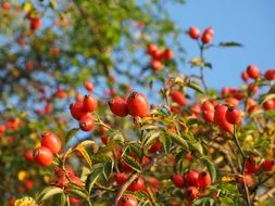 Photo of red rose hip