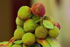 tropical fruit tree myrica rubra