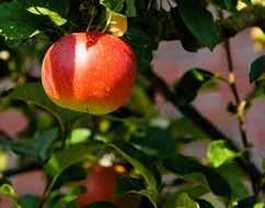 red apple on a tree in bright sun