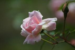 rose floral plant