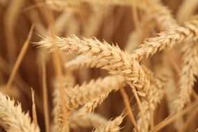 ears of wheat close-up