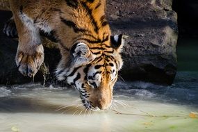 tiger drinking water