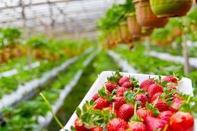 Organic strawberry plantation