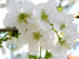 white cherry flowers with yellow stamens